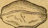 Picture 78 of 257 from Historia novi et admirabilis fontis balneique Bollensis in Ducatu Wirtembergico ad acidulas Goepingenses : mandato illustris. principis ac D.D. Frid. Ducis Vvirtemberg. et Teccensis. Comitis Montisbelig. &c. ac Equ. Ord. Reg. Gall. ad subditorum omniumqu[e] vicinorum & exterorum emolumentum ob vires insignes adornati, (1598), leaf 381
