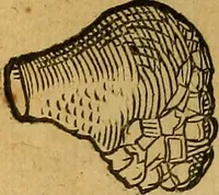 An illustration from Historia novi et admirabilis fontis balneique Bollensis in Ducatu Wirtembergico ad acidulas Goepingenses : mandato illustris. principis ac D.D. Frid. Ducis Vvirtemberg. et Teccensis. Comitis Montisbelig. &c. ac Equ. Ord. Reg. Gall. ad subditorum omniumqu[e] vicinorum & exterorum emolumentum ob vires insignes adornati, (1598)
