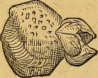 An illustration from Historia novi et admirabilis fontis balneique Bollensis in Ducatu Wirtembergico ad acidulas Goepingenses : mandato illustris. principis ac D.D. Frid. Ducis Vvirtemberg. et Teccensis. Comitis Montisbelig. &c. ac Equ. Ord. Reg. Gall. ad subditorum omniumqu[e] vicinorum & exterorum emolumentum ob vires insignes adornati, (1598)