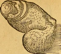 An illustration from Historia novi et admirabilis fontis balneique Bollensis in Ducatu Wirtembergico ad acidulas Goepingenses : mandato illustris. principis ac D.D. Frid. Ducis Vvirtemberg. et Teccensis. Comitis Montisbelig. &c. ac Equ. Ord. Reg. Gall. ad subditorum omniumqu[e] vicinorum & exterorum emolumentum ob vires insignes adornati, (1598)