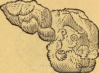 Picture 98 of 257 from Historia novi et admirabilis fontis balneique Bollensis in Ducatu Wirtembergico ad acidulas Goepingenses : mandato illustris. principis ac D.D. Frid. Ducis Vvirtemberg. et Teccensis. Comitis Montisbelig. &c. ac Equ. Ord. Reg. Gall. ad subditorum omniumqu[e] vicinorum & exterorum emolumentum ob vires insignes adornati, (1598), leaf 386