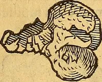 Picture 100 of 257 from Historia novi et admirabilis fontis balneique Bollensis in Ducatu Wirtembergico ad acidulas Goepingenses : mandato illustris. principis ac D.D. Frid. Ducis Vvirtemberg. et Teccensis. Comitis Montisbelig. &c. ac Equ. Ord. Reg. Gall. ad subditorum omniumqu[e] vicinorum & exterorum emolumentum ob vires insignes adornati, (1598), leaf 386