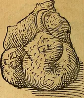 An illustration from Historia novi et admirabilis fontis balneique Bollensis in Ducatu Wirtembergico ad acidulas Goepingenses : mandato illustris. principis ac D.D. Frid. Ducis Vvirtemberg. et Teccensis. Comitis Montisbelig. &c. ac Equ. Ord. Reg. Gall. ad subditorum omniumqu[e] vicinorum & exterorum emolumentum ob vires insignes adornati, (1598)