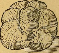 An illustration from Historia novi et admirabilis fontis balneique Bollensis in Ducatu Wirtembergico ad acidulas Goepingenses : mandato illustris. principis ac D.D. Frid. Ducis Vvirtemberg. et Teccensis. Comitis Montisbelig. &c. ac Equ. Ord. Reg. Gall. ad subditorum omniumqu[e] vicinorum & exterorum emolumentum ob vires insignes adornati, (1598)