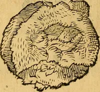 Picture 104 of 257 from Historia novi et admirabilis fontis balneique Bollensis in Ducatu Wirtembergico ad acidulas Goepingenses : mandato illustris. principis ac D.D. Frid. Ducis Vvirtemberg. et Teccensis. Comitis Montisbelig. &c. ac Equ. Ord. Reg. Gall. ad subditorum omniumqu[e] vicinorum & exterorum emolumentum ob vires insignes adornati, (1598), leaf 387