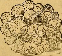 An illustration from Historia novi et admirabilis fontis balneique Bollensis in Ducatu Wirtembergico ad acidulas Goepingenses : mandato illustris. principis ac D.D. Frid. Ducis Vvirtemberg. et Teccensis. Comitis Montisbelig. &c. ac Equ. Ord. Reg. Gall. ad subditorum omniumqu[e] vicinorum & exterorum emolumentum ob vires insignes adornati, (1598)