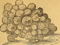 An illustration from Historia novi et admirabilis fontis balneique Bollensis in Ducatu Wirtembergico ad acidulas Goepingenses : mandato illustris. principis ac D.D. Frid. Ducis Vvirtemberg. et Teccensis. Comitis Montisbelig. &c. ac Equ. Ord. Reg. Gall. ad subditorum omniumqu[e] vicinorum & exterorum emolumentum ob vires insignes adornati, (1598)