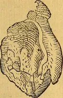 An illustration from Historia novi et admirabilis fontis balneique Bollensis in Ducatu Wirtembergico ad acidulas Goepingenses : mandato illustris. principis ac D.D. Frid. Ducis Vvirtemberg. et Teccensis. Comitis Montisbelig. &c. ac Equ. Ord. Reg. Gall. ad subditorum omniumqu[e] vicinorum & exterorum emolumentum ob vires insignes adornati, (1598)