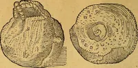 Picture 121 of 257 from Historia novi et admirabilis fontis balneique Bollensis in Ducatu Wirtembergico ad acidulas Goepingenses : mandato illustris. principis ac D.D. Frid. Ducis Vvirtemberg. et Teccensis. Comitis Montisbelig. &c. ac Equ. Ord. Reg. Gall. ad subditorum omniumqu[e] vicinorum & exterorum emolumentum ob vires insignes adornati, (1598), leaf 393