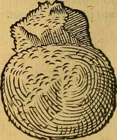 An illustration from Historia novi et admirabilis fontis balneique Bollensis in Ducatu Wirtembergico ad acidulas Goepingenses : mandato illustris. principis ac D.D. Frid. Ducis Vvirtemberg. et Teccensis. Comitis Montisbelig. &c. ac Equ. Ord. Reg. Gall. ad subditorum omniumqu[e] vicinorum & exterorum emolumentum ob vires insignes adornati, (1598)