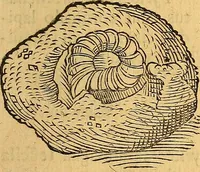 Picture 126 of 257 from Historia novi et admirabilis fontis balneique Bollensis in Ducatu Wirtembergico ad acidulas Goepingenses : mandato illustris. principis ac D.D. Frid. Ducis Vvirtemberg. et Teccensis. Comitis Montisbelig. &c. ac Equ. Ord. Reg. Gall. ad subditorum omniumqu[e] vicinorum & exterorum emolumentum ob vires insignes adornati, (1598), leaf 394