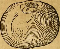 Picture 141 of 257 from Historia novi et admirabilis fontis balneique Bollensis in Ducatu Wirtembergico ad acidulas Goepingenses : mandato illustris. principis ac D.D. Frid. Ducis Vvirtemberg. et Teccensis. Comitis Montisbelig. &c. ac Equ. Ord. Reg. Gall. ad subditorum omniumqu[e] vicinorum & exterorum emolumentum ob vires insignes adornati, (1598), leaf 401