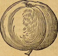 An illustration from Historia novi et admirabilis fontis balneique Bollensis in Ducatu Wirtembergico ad acidulas Goepingenses : mandato illustris. principis ac D.D. Frid. Ducis Vvirtemberg. et Teccensis. Comitis Montisbelig. &c. ac Equ. Ord. Reg. Gall. ad subditorum omniumqu[e] vicinorum & exterorum emolumentum ob vires insignes adornati, (1598)