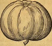 An illustration from Historia novi et admirabilis fontis balneique Bollensis in Ducatu Wirtembergico ad acidulas Goepingenses : mandato illustris. principis ac D.D. Frid. Ducis Vvirtemberg. et Teccensis. Comitis Montisbelig. &c. ac Equ. Ord. Reg. Gall. ad subditorum omniumqu[e] vicinorum & exterorum emolumentum ob vires insignes adornati, (1598)