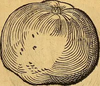 Picture 144 of 257 from Historia novi et admirabilis fontis balneique Bollensis in Ducatu Wirtembergico ad acidulas Goepingenses : mandato illustris. principis ac D.D. Frid. Ducis Vvirtemberg. et Teccensis. Comitis Montisbelig. &c. ac Equ. Ord. Reg. Gall. ad subditorum omniumqu[e] vicinorum & exterorum emolumentum ob vires insignes adornati, (1598), leaf 402