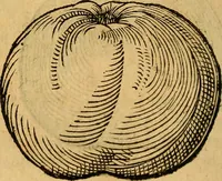 An illustration from Historia novi et admirabilis fontis balneique Bollensis in Ducatu Wirtembergico ad acidulas Goepingenses : mandato illustris. principis ac D.D. Frid. Ducis Vvirtemberg. et Teccensis. Comitis Montisbelig. &c. ac Equ. Ord. Reg. Gall. ad subditorum omniumqu[e] vicinorum & exterorum emolumentum ob vires insignes adornati, (1598)