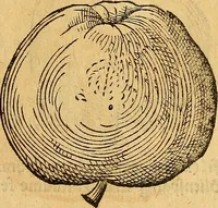 Picture 148 of 257 from Historia novi et admirabilis fontis balneique Bollensis in Ducatu Wirtembergico ad acidulas Goepingenses : mandato illustris. principis ac D.D. Frid. Ducis Vvirtemberg. et Teccensis. Comitis Montisbelig. &c. ac Equ. Ord. Reg. Gall. ad subditorum omniumqu[e] vicinorum & exterorum emolumentum ob vires insignes adornati, (1598), leaf 404