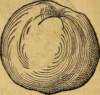 An illustration from Historia novi et admirabilis fontis balneique Bollensis in Ducatu Wirtembergico ad acidulas Goepingenses : mandato illustris. principis ac D.D. Frid. Ducis Vvirtemberg. et Teccensis. Comitis Montisbelig. &c. ac Equ. Ord. Reg. Gall. ad subditorum omniumqu[e] vicinorum & exterorum emolumentum ob vires insignes adornati, (1598)