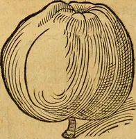 An illustration from Historia novi et admirabilis fontis balneique Bollensis in Ducatu Wirtembergico ad acidulas Goepingenses : mandato illustris. principis ac D.D. Frid. Ducis Vvirtemberg. et Teccensis. Comitis Montisbelig. &c. ac Equ. Ord. Reg. Gall. ad subditorum omniumqu[e] vicinorum & exterorum emolumentum ob vires insignes adornati, (1598)
