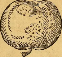 Picture 151 of 257 from Historia novi et admirabilis fontis balneique Bollensis in Ducatu Wirtembergico ad acidulas Goepingenses : mandato illustris. principis ac D.D. Frid. Ducis Vvirtemberg. et Teccensis. Comitis Montisbelig. &c. ac Equ. Ord. Reg. Gall. ad subditorum omniumqu[e] vicinorum & exterorum emolumentum ob vires insignes adornati, (1598), leaf 406