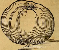 Picture 152 of 257 from Historia novi et admirabilis fontis balneique Bollensis in Ducatu Wirtembergico ad acidulas Goepingenses : mandato illustris. principis ac D.D. Frid. Ducis Vvirtemberg. et Teccensis. Comitis Montisbelig. &c. ac Equ. Ord. Reg. Gall. ad subditorum omniumqu[e] vicinorum & exterorum emolumentum ob vires insignes adornati, (1598), leaf 407