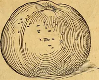 An illustration from Historia novi et admirabilis fontis balneique Bollensis in Ducatu Wirtembergico ad acidulas Goepingenses : mandato illustris. principis ac D.D. Frid. Ducis Vvirtemberg. et Teccensis. Comitis Montisbelig. &c. ac Equ. Ord. Reg. Gall. ad subditorum omniumqu[e] vicinorum & exterorum emolumentum ob vires insignes adornati, (1598)