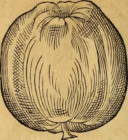 Picture 155 of 257 from Historia novi et admirabilis fontis balneique Bollensis in Ducatu Wirtembergico ad acidulas Goepingenses : mandato illustris. principis ac D.D. Frid. Ducis Vvirtemberg. et Teccensis. Comitis Montisbelig. &c. ac Equ. Ord. Reg. Gall. ad subditorum omniumqu[e] vicinorum & exterorum emolumentum ob vires insignes adornati, (1598), leaf 409