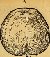 Picture 156 of 257 from Historia novi et admirabilis fontis balneique Bollensis in Ducatu Wirtembergico ad acidulas Goepingenses : mandato illustris. principis ac D.D. Frid. Ducis Vvirtemberg. et Teccensis. Comitis Montisbelig. &c. ac Equ. Ord. Reg. Gall. ad subditorum omniumqu[e] vicinorum & exterorum emolumentum ob vires insignes adornati, (1598), leaf 410