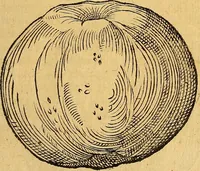 An illustration from Historia novi et admirabilis fontis balneique Bollensis in Ducatu Wirtembergico ad acidulas Goepingenses : mandato illustris. principis ac D.D. Frid. Ducis Vvirtemberg. et Teccensis. Comitis Montisbelig. &c. ac Equ. Ord. Reg. Gall. ad subditorum omniumqu[e] vicinorum & exterorum emolumentum ob vires insignes adornati, (1598)