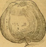 An illustration from Historia novi et admirabilis fontis balneique Bollensis in Ducatu Wirtembergico ad acidulas Goepingenses : mandato illustris. principis ac D.D. Frid. Ducis Vvirtemberg. et Teccensis. Comitis Montisbelig. &c. ac Equ. Ord. Reg. Gall. ad subditorum omniumqu[e] vicinorum & exterorum emolumentum ob vires insignes adornati, (1598)