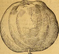 An illustration from Historia novi et admirabilis fontis balneique Bollensis in Ducatu Wirtembergico ad acidulas Goepingenses : mandato illustris. principis ac D.D. Frid. Ducis Vvirtemberg. et Teccensis. Comitis Montisbelig. &c. ac Equ. Ord. Reg. Gall. ad subditorum omniumqu[e] vicinorum & exterorum emolumentum ob vires insignes adornati, (1598)