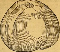 Picture 161 of 257 from Historia novi et admirabilis fontis balneique Bollensis in Ducatu Wirtembergico ad acidulas Goepingenses : mandato illustris. principis ac D.D. Frid. Ducis Vvirtemberg. et Teccensis. Comitis Montisbelig. &c. ac Equ. Ord. Reg. Gall. ad subditorum omniumqu[e] vicinorum & exterorum emolumentum ob vires insignes adornati, (1598), leaf 414