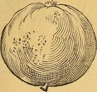 Picture 162 of 257 from Historia novi et admirabilis fontis balneique Bollensis in Ducatu Wirtembergico ad acidulas Goepingenses : mandato illustris. principis ac D.D. Frid. Ducis Vvirtemberg. et Teccensis. Comitis Montisbelig. &c. ac Equ. Ord. Reg. Gall. ad subditorum omniumqu[e] vicinorum & exterorum emolumentum ob vires insignes adornati, (1598), leaf 414
