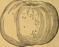 An illustration from Historia novi et admirabilis fontis balneique Bollensis in Ducatu Wirtembergico ad acidulas Goepingenses : mandato illustris. principis ac D.D. Frid. Ducis Vvirtemberg. et Teccensis. Comitis Montisbelig. &c. ac Equ. Ord. Reg. Gall. ad subditorum omniumqu[e] vicinorum & exterorum emolumentum ob vires insignes adornati, (1598)