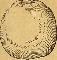 An illustration from Historia novi et admirabilis fontis balneique Bollensis in Ducatu Wirtembergico ad acidulas Goepingenses : mandato illustris. principis ac D.D. Frid. Ducis Vvirtemberg. et Teccensis. Comitis Montisbelig. &c. ac Equ. Ord. Reg. Gall. ad subditorum omniumqu[e] vicinorum & exterorum emolumentum ob vires insignes adornati, (1598)