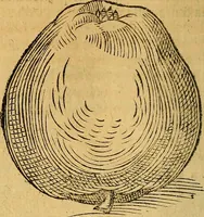 Picture 165 of 257 from Historia novi et admirabilis fontis balneique Bollensis in Ducatu Wirtembergico ad acidulas Goepingenses : mandato illustris. principis ac D.D. Frid. Ducis Vvirtemberg. et Teccensis. Comitis Montisbelig. &c. ac Equ. Ord. Reg. Gall. ad subditorum omniumqu[e] vicinorum & exterorum emolumentum ob vires insignes adornati, (1598), leaf 417