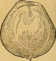 Picture 166 of 257 from Historia novi et admirabilis fontis balneique Bollensis in Ducatu Wirtembergico ad acidulas Goepingenses : mandato illustris. principis ac D.D. Frid. Ducis Vvirtemberg. et Teccensis. Comitis Montisbelig. &c. ac Equ. Ord. Reg. Gall. ad subditorum omniumqu[e] vicinorum & exterorum emolumentum ob vires insignes adornati, (1598), leaf 417