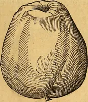 An illustration from Historia novi et admirabilis fontis balneique Bollensis in Ducatu Wirtembergico ad acidulas Goepingenses : mandato illustris. principis ac D.D. Frid. Ducis Vvirtemberg. et Teccensis. Comitis Montisbelig. &c. ac Equ. Ord. Reg. Gall. ad subditorum omniumqu[e] vicinorum & exterorum emolumentum ob vires insignes adornati, (1598)