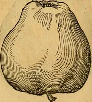 Picture 168 of 257 from Historia novi et admirabilis fontis balneique Bollensis in Ducatu Wirtembergico ad acidulas Goepingenses : mandato illustris. principis ac D.D. Frid. Ducis Vvirtemberg. et Teccensis. Comitis Montisbelig. &c. ac Equ. Ord. Reg. Gall. ad subditorum omniumqu[e] vicinorum & exterorum emolumentum ob vires insignes adornati, (1598), leaf 419