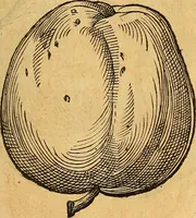 An illustration from Historia novi et admirabilis fontis balneique Bollensis in Ducatu Wirtembergico ad acidulas Goepingenses : mandato illustris. principis ac D.D. Frid. Ducis Vvirtemberg. et Teccensis. Comitis Montisbelig. &c. ac Equ. Ord. Reg. Gall. ad subditorum omniumqu[e] vicinorum & exterorum emolumentum ob vires insignes adornati, (1598)
