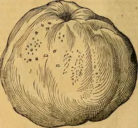 An illustration from Historia novi et admirabilis fontis balneique Bollensis in Ducatu Wirtembergico ad acidulas Goepingenses : mandato illustris. principis ac D.D. Frid. Ducis Vvirtemberg. et Teccensis. Comitis Montisbelig. &c. ac Equ. Ord. Reg. Gall. ad subditorum omniumqu[e] vicinorum & exterorum emolumentum ob vires insignes adornati, (1598)