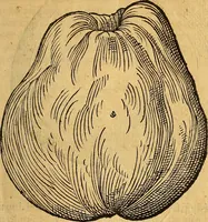 Picture 171 of 257 from Historia novi et admirabilis fontis balneique Bollensis in Ducatu Wirtembergico ad acidulas Goepingenses : mandato illustris. principis ac D.D. Frid. Ducis Vvirtemberg. et Teccensis. Comitis Montisbelig. &c. ac Equ. Ord. Reg. Gall. ad subditorum omniumqu[e] vicinorum & exterorum emolumentum ob vires insignes adornati, (1598), leaf 422