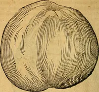 Picture 172 of 257 from Historia novi et admirabilis fontis balneique Bollensis in Ducatu Wirtembergico ad acidulas Goepingenses : mandato illustris. principis ac D.D. Frid. Ducis Vvirtemberg. et Teccensis. Comitis Montisbelig. &c. ac Equ. Ord. Reg. Gall. ad subditorum omniumqu[e] vicinorum & exterorum emolumentum ob vires insignes adornati, (1598), leaf 423
