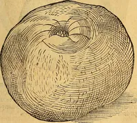 An illustration from Historia novi et admirabilis fontis balneique Bollensis in Ducatu Wirtembergico ad acidulas Goepingenses : mandato illustris. principis ac D.D. Frid. Ducis Vvirtemberg. et Teccensis. Comitis Montisbelig. &c. ac Equ. Ord. Reg. Gall. ad subditorum omniumqu[e] vicinorum & exterorum emolumentum ob vires insignes adornati, (1598)