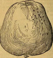 Picture 174 of 257 from Historia novi et admirabilis fontis balneique Bollensis in Ducatu Wirtembergico ad acidulas Goepingenses : mandato illustris. principis ac D.D. Frid. Ducis Vvirtemberg. et Teccensis. Comitis Montisbelig. &c. ac Equ. Ord. Reg. Gall. ad subditorum omniumqu[e] vicinorum & exterorum emolumentum ob vires insignes adornati, (1598), leaf 425