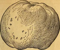 An illustration from Historia novi et admirabilis fontis balneique Bollensis in Ducatu Wirtembergico ad acidulas Goepingenses : mandato illustris. principis ac D.D. Frid. Ducis Vvirtemberg. et Teccensis. Comitis Montisbelig. &c. ac Equ. Ord. Reg. Gall. ad subditorum omniumqu[e] vicinorum & exterorum emolumentum ob vires insignes adornati, (1598)