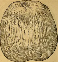 Picture 176 of 257 from Historia novi et admirabilis fontis balneique Bollensis in Ducatu Wirtembergico ad acidulas Goepingenses : mandato illustris. principis ac D.D. Frid. Ducis Vvirtemberg. et Teccensis. Comitis Montisbelig. &c. ac Equ. Ord. Reg. Gall. ad subditorum omniumqu[e] vicinorum & exterorum emolumentum ob vires insignes adornati, (1598), leaf 427