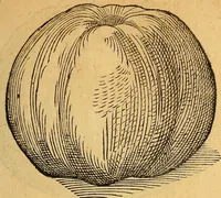 An illustration from Historia novi et admirabilis fontis balneique Bollensis in Ducatu Wirtembergico ad acidulas Goepingenses : mandato illustris. principis ac D.D. Frid. Ducis Vvirtemberg. et Teccensis. Comitis Montisbelig. &c. ac Equ. Ord. Reg. Gall. ad subditorum omniumqu[e] vicinorum & exterorum emolumentum ob vires insignes adornati, (1598)