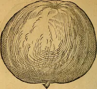 An illustration from Historia novi et admirabilis fontis balneique Bollensis in Ducatu Wirtembergico ad acidulas Goepingenses : mandato illustris. principis ac D.D. Frid. Ducis Vvirtemberg. et Teccensis. Comitis Montisbelig. &c. ac Equ. Ord. Reg. Gall. ad subditorum omniumqu[e] vicinorum & exterorum emolumentum ob vires insignes adornati, (1598)