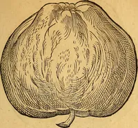 An illustration from Historia novi et admirabilis fontis balneique Bollensis in Ducatu Wirtembergico ad acidulas Goepingenses : mandato illustris. principis ac D.D. Frid. Ducis Vvirtemberg. et Teccensis. Comitis Montisbelig. &c. ac Equ. Ord. Reg. Gall. ad subditorum omniumqu[e] vicinorum & exterorum emolumentum ob vires insignes adornati, (1598)